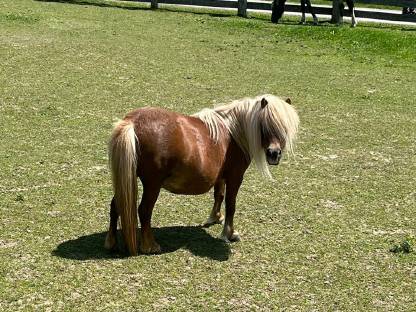 Ponny,Pferd, Kinderreiten,