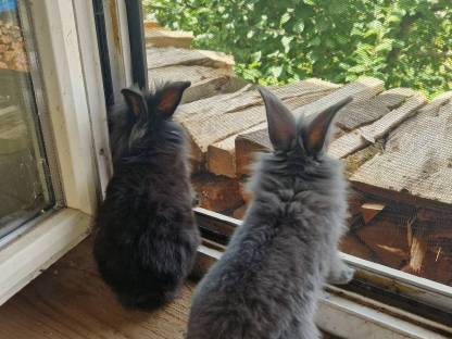 Bild 4:Löwenkopf Zwerghasen