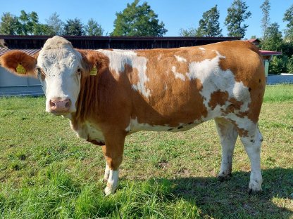 Bild 2:Bio Fleckvieh Kalbinnen trächtig