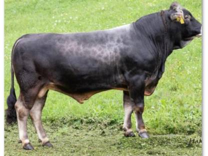 Suche Tiroler Grauvieh Stier - Jungstier