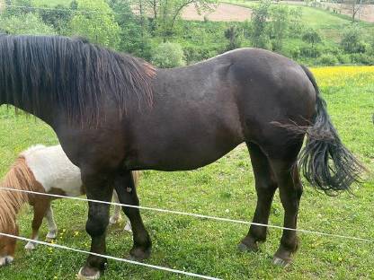 Bild 3:Verkaufe zwei Noriker Stuten