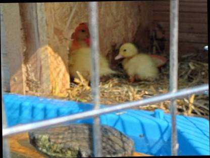 Enten