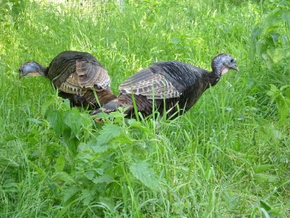 Bild 3:Nordamerikanische Wildpute, 1 Henne vom 3.7.2024