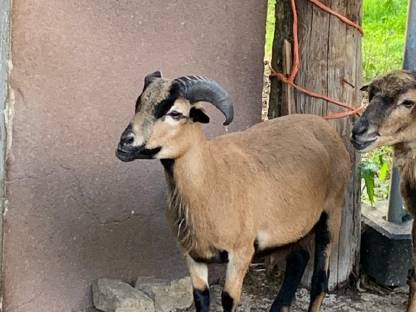 Schafbock