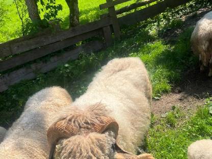 Waliser Schwarznasenschaf Widder