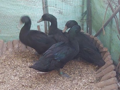 Cayuga Enten