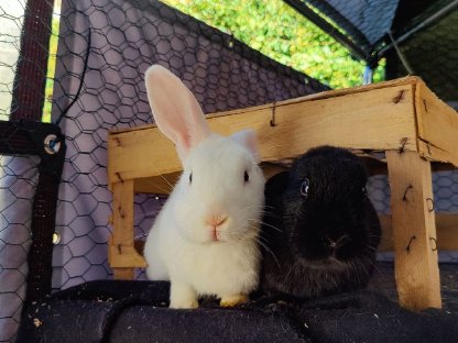 2 Hasen-Brüder abzugeben
