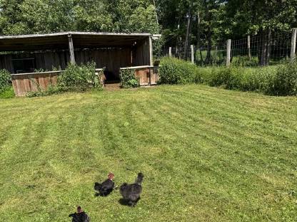 Bild 2:Seidenhahn und Nackthalshahn