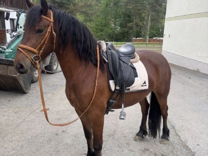 Top Freizeitpferd