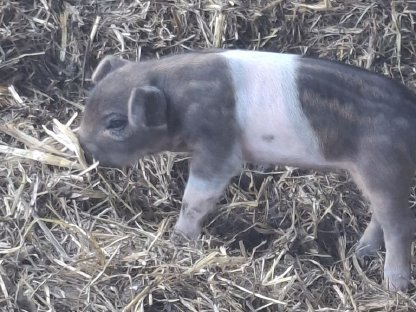 Bild 5:Verkaufe Ferkel