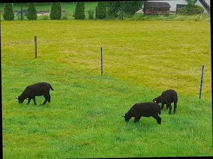 5 Jura Widder