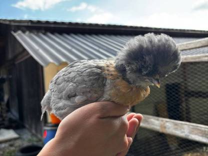 Bild 6:Weißer Hahn zu verschenken, Zwergseidenhühner, Zwergpaduaner