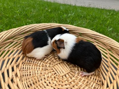 Bild 4:Crested Meerschweinchen