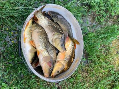 Bild 2:Karpfen und Rasbora