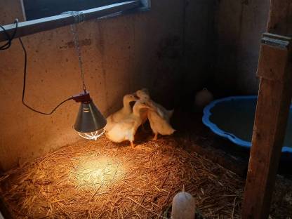 Enten