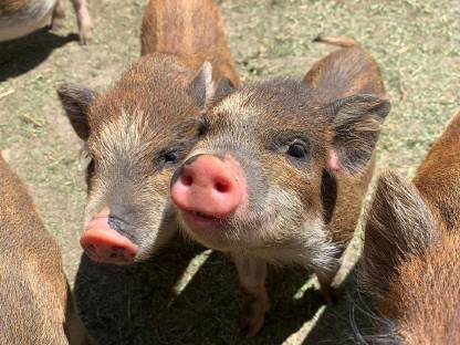 Bild 3:Minihängebauch-Schweine