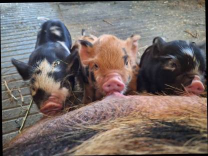 Kune Kune Herdbuch-Schweine