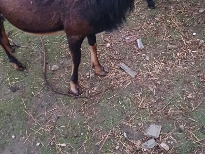 Kamerun-Barbados Bock