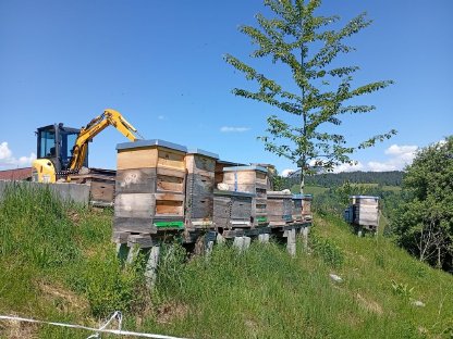 Bio Ableger Bienen