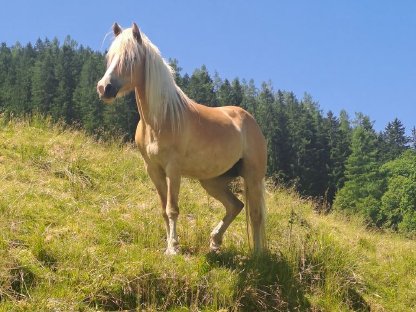 Bild 2:Haflingerstute Malaika