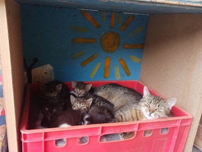 5 süße Katzenbabys zu vergeben