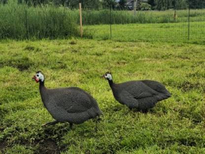 Bild 3:Perlhühner Bruteier