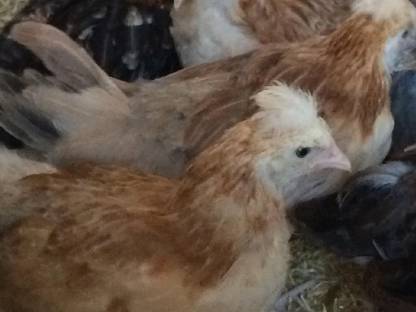 Bild 4:Sulmtaler Hühner, Hähne, Küken, Bruteier