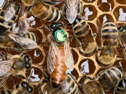Carnica- und Buckfast-Königinnen 2025, Bienenkönigin