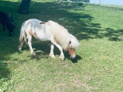 Bild 3:2 Mini Shetlandponys Stuten
