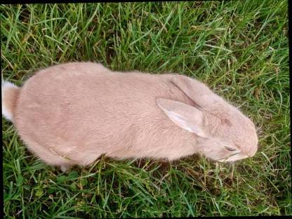 Zwerg kaninchen