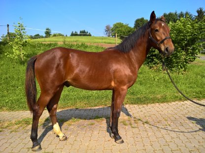 Bild 2:Warmbluthengstfohlen