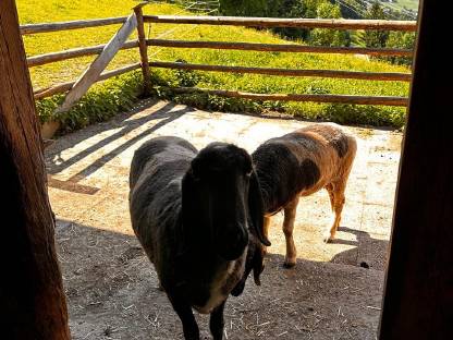 Bild 3:Neuer Preis! Einstellplatz für Pferd oder Pony