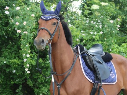 Österreichische Warmblutstute mit Herz und Charakter aus Gold