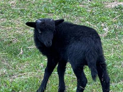 Quessant Bock