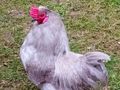 Bild 3:Bruteier - Lavender Araucaner, Seidenhühner, Blumenhühner