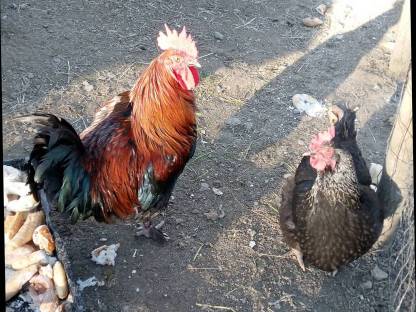 Marans Stamm
