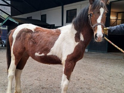 Wunderschöne Appaloosa-Mix-Stute