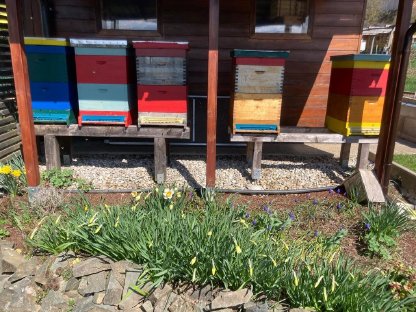 Bienen Ableger auf Zander Vollzarge ab sofort zu verkaufen