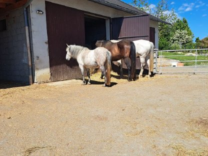 Bild 2:Einstellplatz (Offenstall)