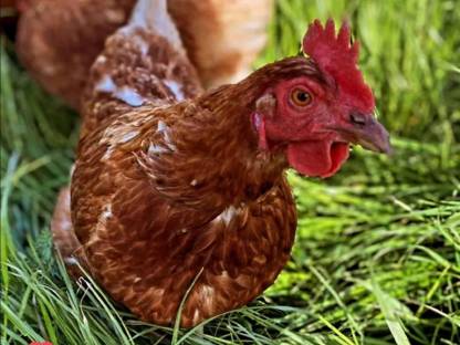 Bild 2:Legehennen zu verschenken