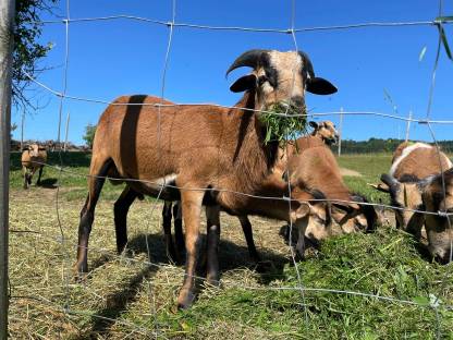 Bild 2:Kamerun-Schafbock