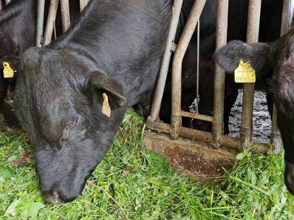 Bio Angus Stier