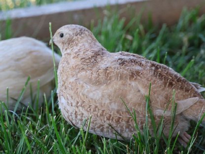 Bild 9:Wachtel Bruteier