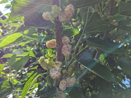 frische Bio Maulbeeren