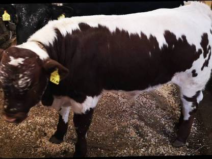 Pustertaler Sprinzen Stier