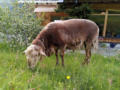 Nolana / Braunes Haarschaf-Widder