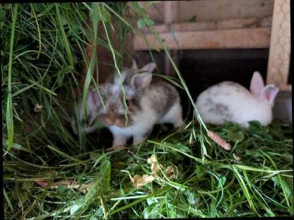 Bild 7:In allen Farben Zwergkaninchen ganzjährig zu vergeben