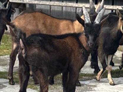 Aosta Kitzbock