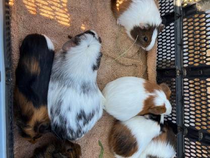 Meerschweinchen
