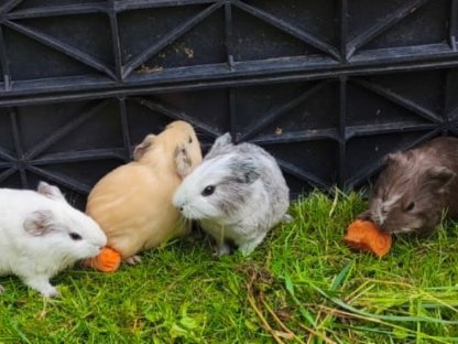 Verkaufe junge Meerschweinchen